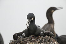 Brandt's Cormorant (Phalacrocorax penicillatus) parent and chicks in nest, Monterey Bay, California
