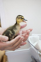 Mallard (Anas platyrhynchos) four day old orphaned duckling, WildCare, San Rafael, California