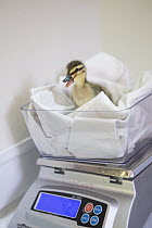 Mallard (Anas platyrhynchos) four day old orphaned duckling being weighed, WildCare, San Rafael, California