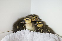 Mallard (Anas platyrhynchos) four day old orphaned ducklings, WildCare, San Rafael, California