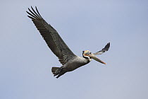Brown Pelican (Pelecanus occidentalis) flying, Monterey Bay, California