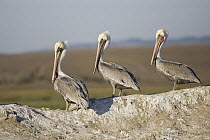 Brown Pelican (Pelecanus occidentalis) trio, Monterey Bay, California