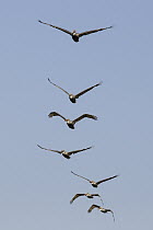 Brown Pelican (Pelecanus occidentalis) group flying, Monterey Bay, California