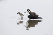 Black-necked Stilt (Himantopus mexicanus) parent and young chick, San Francisco Bay, California