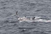 Risso's Dolphin (Grampus griseus) group surfacing, Monterey Bay, California
