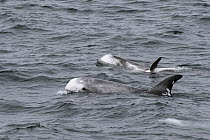 Risso's Dolphin (Grampus griseus) group surfacing, Monterey Bay, California