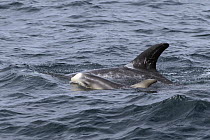 Risso's Dolphin (Grampus griseus) mother and calf surfacing, Monterey Bay, California