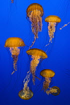 Pacific Sea Nettle (Chrysaora fuscescens) jellyfish, California