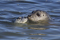Harbor Seal (Phoca vitulina) mother and pup nuzzling, Monterey Bay, California