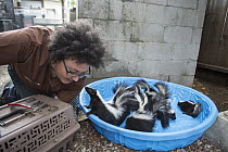 Striped Skunk (Mephitis mephitis) orphaned juvenile skunks and veterinary technician, Nat Smith, WildCare, San Rafael, California