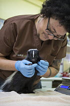 Striped Skunk (Mephitis mephitis) orphaned juvenile skunk being examined by veterinary technician, Nat Smith, WildCare, San Rafael, California