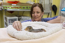 Eastern Fox Squirrel (Sciurus niger) caretaker, Andrea Rogers, feeding three week old orphaned young milk, WildCare, San Rafael, California