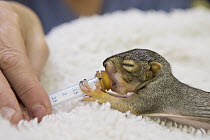 Eastern Fox Squirrel (Sciurus niger) three week old orphaned young drinking milk, WildCare, San Rafael, California
