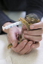 Eastern Fox Squirrel (Sciurus niger) four week old orphaned young drinking milk, WildCare, San Rafael, California