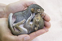 Western Gray Squirrel (Sciurus griseus) three week old orphaned baby snuggling with Eastern Fox Squirrel (Sciurus niger) baby, WildCare, San Rafael, California