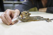 Western Gray Squirrel (Sciurus griseus) five week old orphaned young drinking mild, WildCare, San Rafael, California