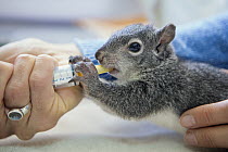 Western Gray Squirrel (Sciurus griseus) three month old orphaned young drinking milk, WildCare, San Rafael, California