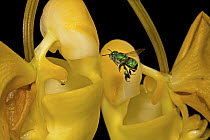 Bucket Orchid (Coryanthes panamensis) flower attracting bee for pollination through scent, Panama