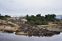 Blue Wildebeest (Connochaetes taurinus) herd about to cross Mara River, Masai Mara, Kenya