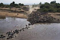 Blue Wildebeest (Connochaetes taurinus) herd crossing Mara River, Masai Mara, Kenya