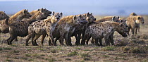 Spotted Hyena (Crocuta crocuta) group, Masai Mara, Kenya