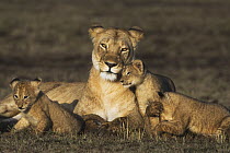 African Lion (Panthera leo) female with cubs, Masai Mara, Kenya