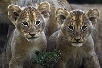 African Lion (Panthera leo) three month old cubs, Masai Mara, Kenya