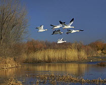 Snow Goose (Chen caerulescens) group flying over wetland, Bosque del Apache National Wildlife Refuge, New Mexico