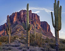 Saguaro (Carnegiea gigantea) cactii, Superstition Mountains, Lost Dutchman State Park, Arizona