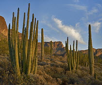 Senita Cactus (Pachycereus schottii) group, Ajo Mountains, Organ Pipe Cactus National Monument, Arizona