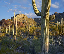 Saguaro (Carnegiea gigantea) cactii, Tucson Mountains, Saguaro National Park, Arizona