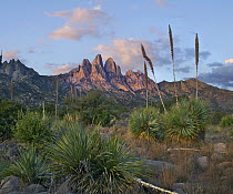 Agave (Agave sp) group, Organ Mountains, Aguirre Spring National Recreation Area, New Mexico