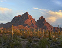 Cactii in desert, Ajo Mountains, Organ Pipe Cactus National Monument, Arizona