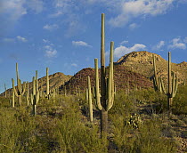 Saguaro (Carnegiea gigantea) cactii in desert, Tucson Mountains, Saguaro National Park, Arizona