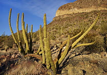Organ Pipe Cactus (Stenocereus thurberi), Ajo Mountains, Organ Pipe Cactus National Monument, Arizona