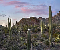 Saguaro (Carnegiea gigantea) cactii, Tucson Mountains, Saguaro National Park, Arizona