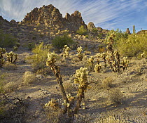Teddy Bear Cholla (Cylindropuntia bigelovii) cactii, Crater Range, Arizona