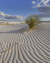 Soaptree Yucca (Yucca elata) in sand dune, White Sands National Park, New Mexico