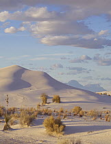 Sand dune and shrubs, White Sands National Park, New Mexico