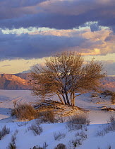 Fremont Cottonwood (Populus fremontii) tree, White Sands National Park, New Mexico