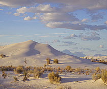 Sand dune and shrubs, White Sands National Park, New Mexico