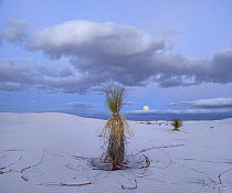 Soaptree Yucca (Yucca elata) and moon, White Sands National Park, New Mexico