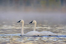 Trumpeter Swan (Cygnus buccinator) pair, Magness Lake, Arkansas