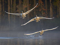 Trumpeter Swan (Cygnus buccinator) trio flying, Magness Lake, Arkansas