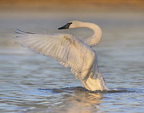 Trumpeter Swan (Cygnus buccinator) flapping, Magness Lake, Arkansas