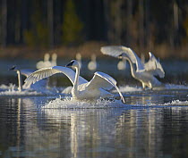 Trumpeter Swan (Cygnus buccinator) trio landing, Magness Lake, Arkansas