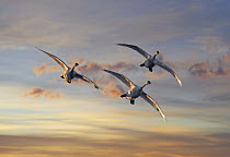 Trumpeter Swan (Cygnus buccinator) trio flying, Magness Lake, Arkansas