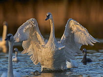 Trumpeter Swan (Cygnus buccinator) flapping, Magness Lake, Arkansas