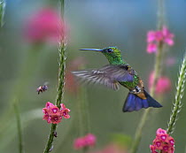 Copper-rumped Hummingbird (Amazilia tobaci) flying, Trinidad, Caribbean