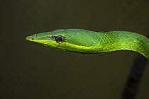 Vine Snake (Oxybelis brevirostris), Ecuador